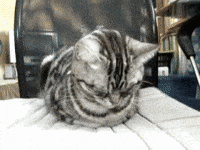 asleep GIF