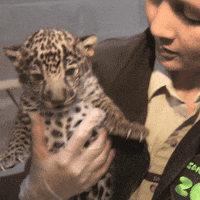 baby animals cats GIF by San Diego Zoo