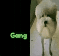 Dog Gang GIF