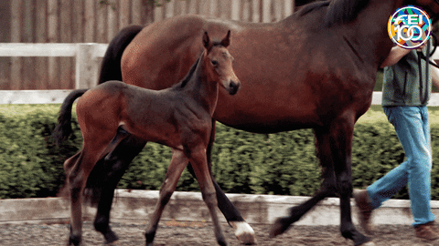 Baby Horse GIF by FEI Global