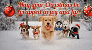 Merry Christmas Dog GIF