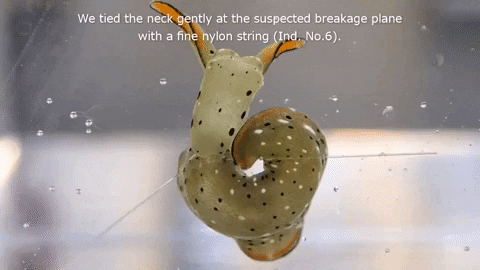 alegalazb giphygifmaker GIF