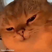 Funny Cat GIF