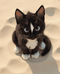 Where Am I Cat Reaction GIF by Felini Rocks