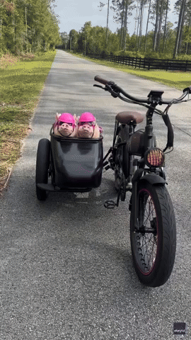 Pretty-in-Pink Pigs Hog E-Bike Sidecar