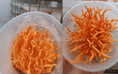 vienthaoduoc giphyupload viện nghiên cứu thảo dược việt nam đông trùng hạ thảo viện thảo dược viện thảo dược GIF