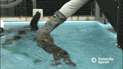 sea otter GIF by Monterey Bay Aquarium