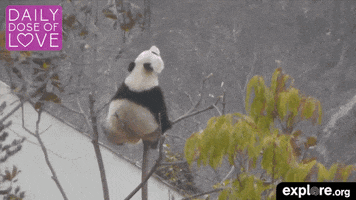 china baby GIF by explore.org