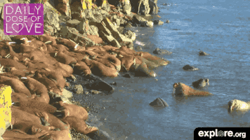 exploreorg love nature animal organic GIF
