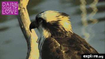 close up love GIF by explore.org