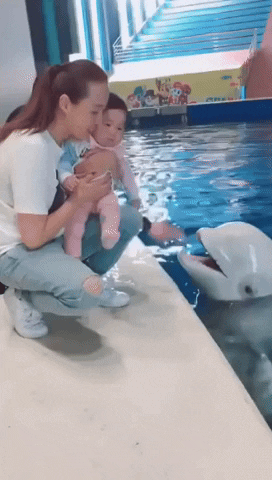 cuteanimalland giphyupload GIF