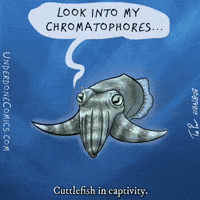 Cuttlefish Hypnosis by Underdone Comics (featuring Ted Poor)