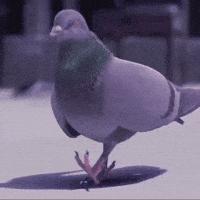 Pigeon GIF