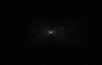 Dog Filter GIF
