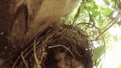 nest GIF