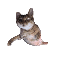 Cat Space Sticker by Craie craie