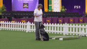 Westminster Dog Show Willie GIF by Westminster Kennel Club