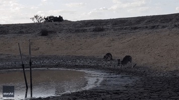 Quick-Acting Family Rescue Kangaroo Trapped in Mud