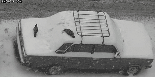 snow cars GIF by Cheezburger