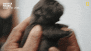 Dog Reaction GIF by Nat Geo Wild