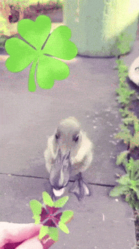 Duck Good Luck GIF