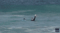 Cheeky Penguin Hitches Ride on Bodyboard