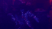 Drunk Dance GIF by Epitaph Records