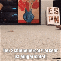 unsereoebb cat katze oebb weltkatzentag GIF