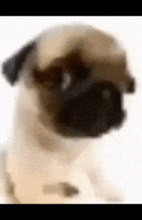 Dog Aura GIF