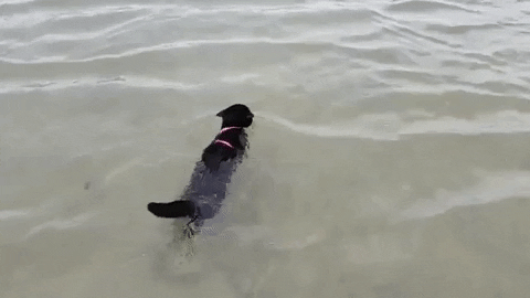 Migatapersa giphygifmaker gatito negro nadando en el mar GIF