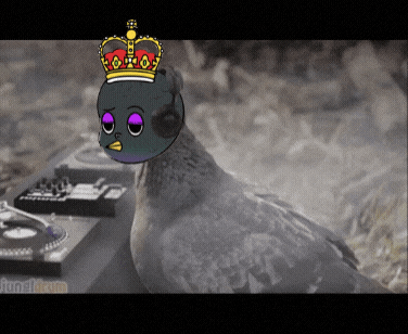 BugCity giphyupload pigeon bugcity 버그시티 GIF