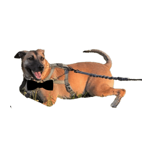 Dmsbachanga Sticker by Leti Romano