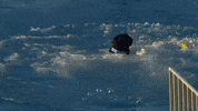 Espn Running GIF by American Kennel Club