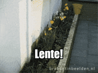 Flowers Spring GIF by BrabantinBeelden