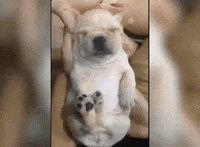 dog love GIF by Pamily