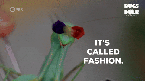 Praying Mantis Fashion GIF by PBS
