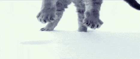big cat GIF
