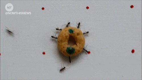 bugs cereal GIF by NowThis 