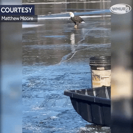 cuteanimalland giphyupload GIF