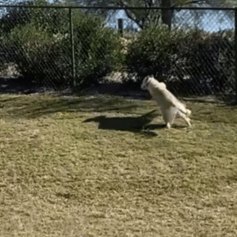 Hes Got A Gun GIF by Respective