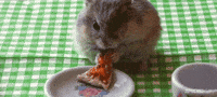 Pizza Eating GIF