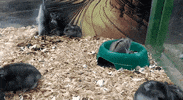 GIF by Mashable