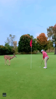Curious Deer Watches Closely as Michigan Woman Sinks Golf Putt
