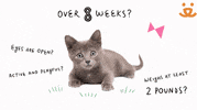 Save Them All Cat Lady GIF by Best Friends Animal Society
