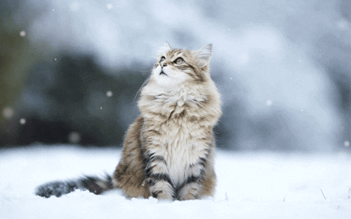 Video gif. Fuzzy cat is sitting outside in snow and stares at the snow that falls around it.