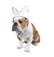 Chrissy Teigen Dog Sticker by Cravings by Chrissy Teigen