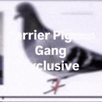 Carrier Pigeon GIF