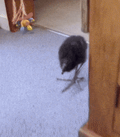 Steppa Big Step GIF