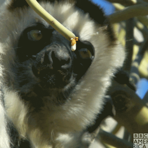 Wildlife GIF by BBC America