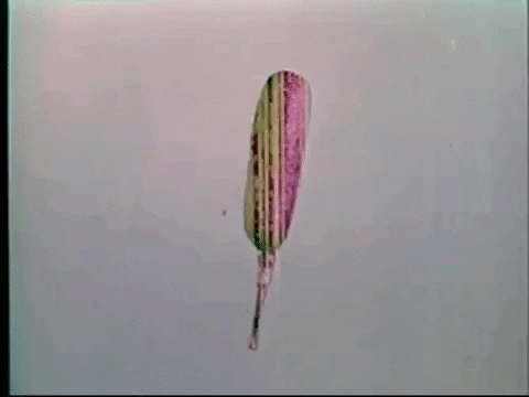 scottok giphygifmaker drive-in corn dog intermission GIF